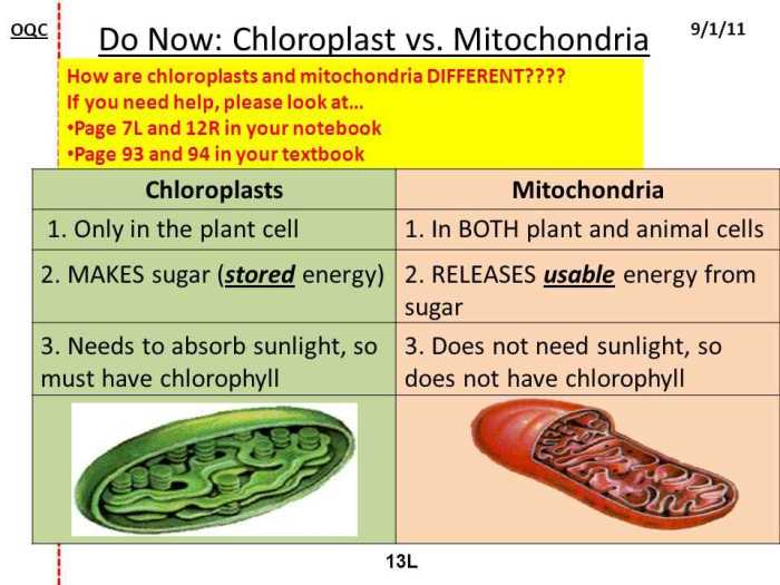 Mitochondria chloroplasts