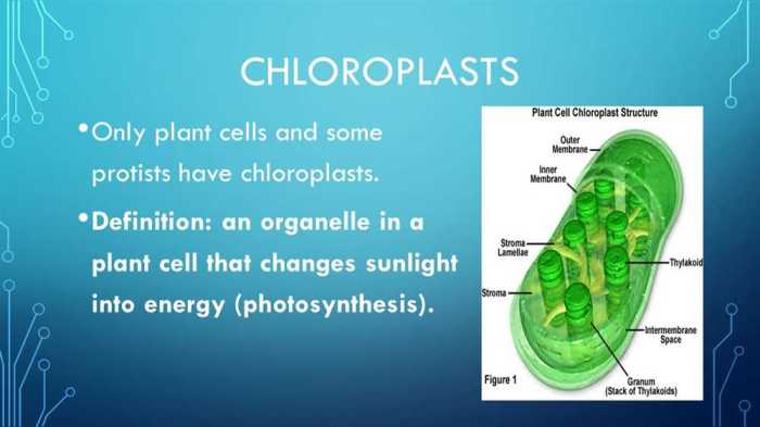 If chloroplasts and mitochondria could speak